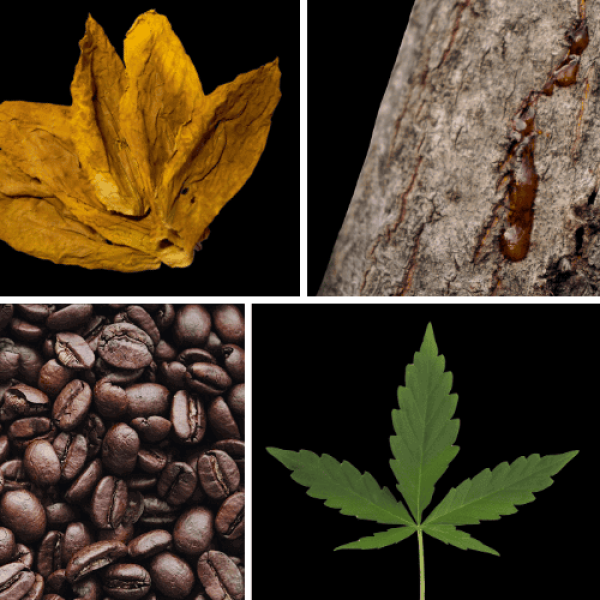 Duftnoten: Tabak, Harz, Kaffee, Hanf